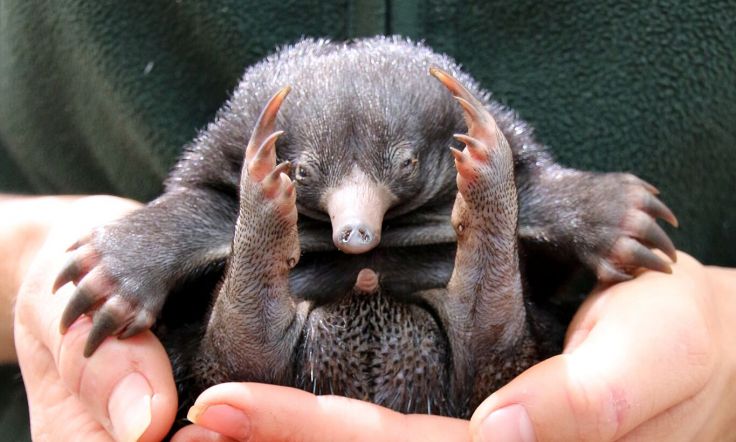 taronga-zoos-new-echidna-puggle
