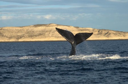 Una ballena de 12 metros apareció muerta en las playas de Essex