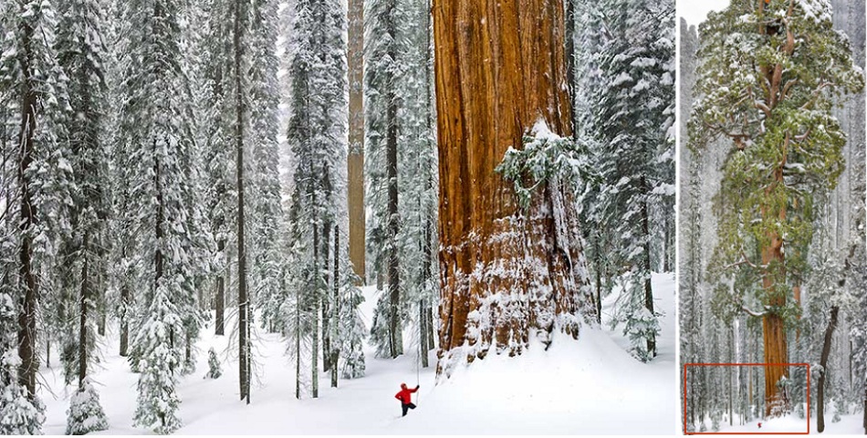 El segundo árbol más alto del mundo