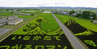 ¿Campos de arroz dibujados?