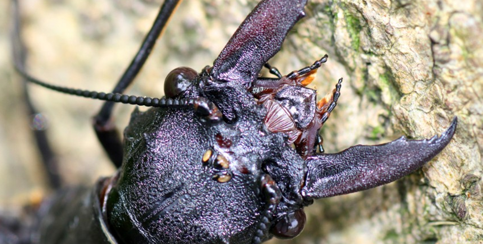 Descubren insecto acuático más grande del Mundo