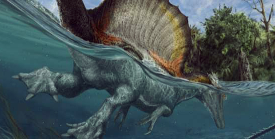 Hallaron el primer dinosaurio semiacuático