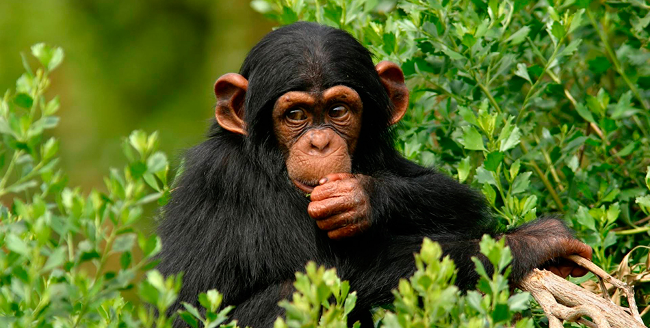 Street View te lleva a caminar entre chimpancés