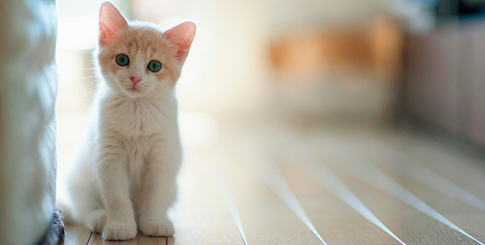 Este gato camina como Michael Jackson