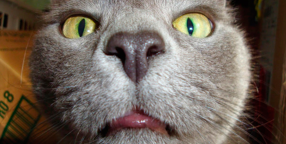 Insólito: Llegó la marihuana para gatos
