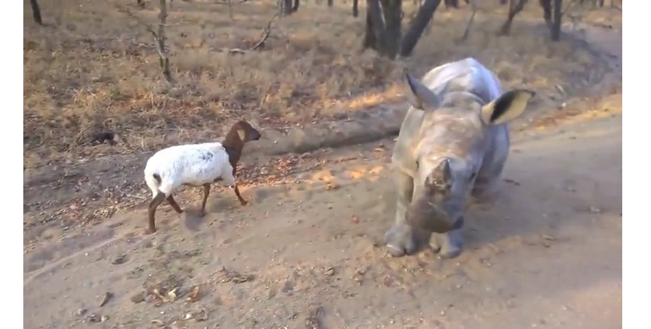 Este rinoceronte no tenía amigos