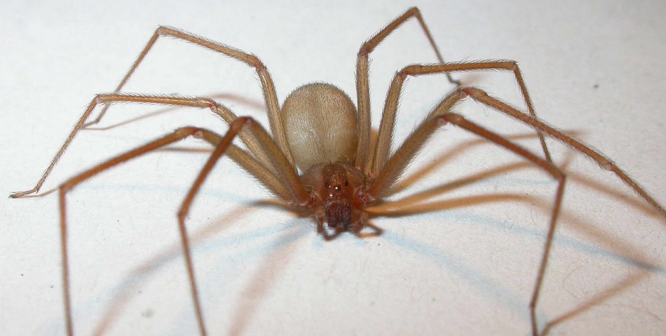 La araña más miedosa del mundo