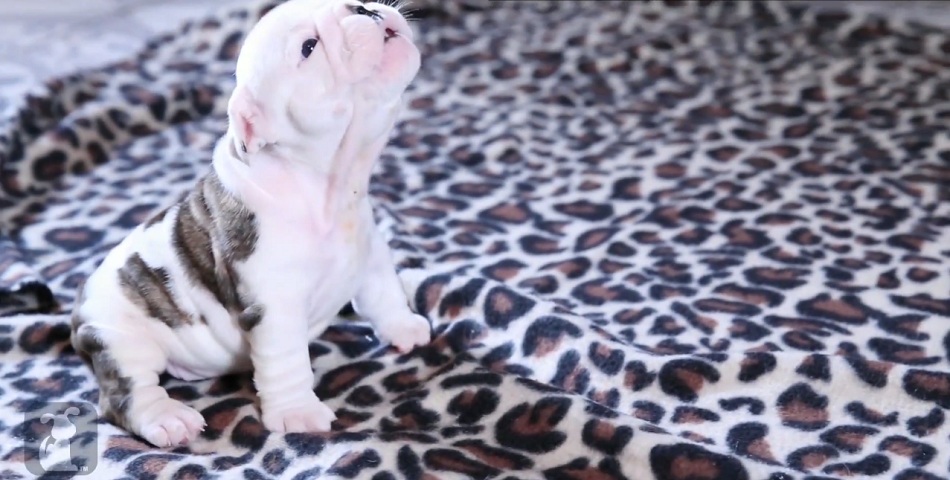 Querés comerte a este cachorro