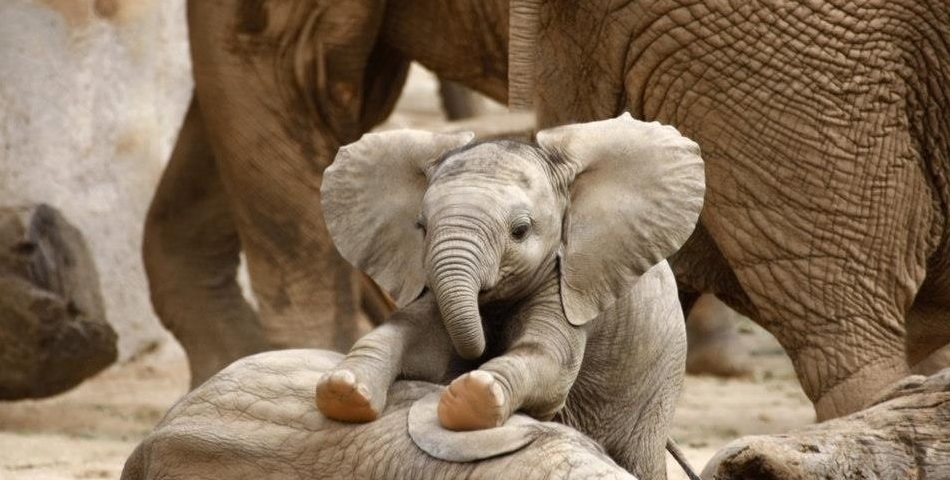 Un elefantito se cayó y ahí estaban mamá y papá