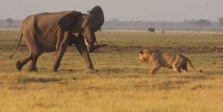 Catorce leonas contra un elefante