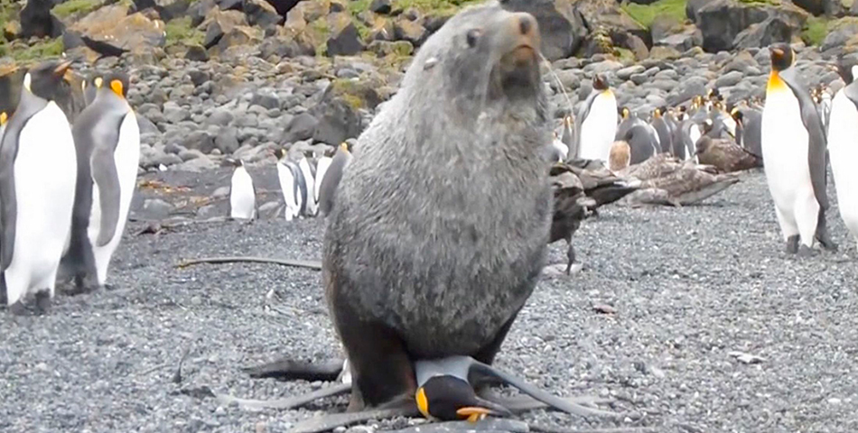 ¿Da para darse? El lobo marino quiere con pingüinos