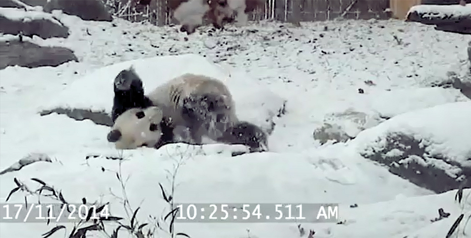 Este oso panda juega en la nieve por primera vez