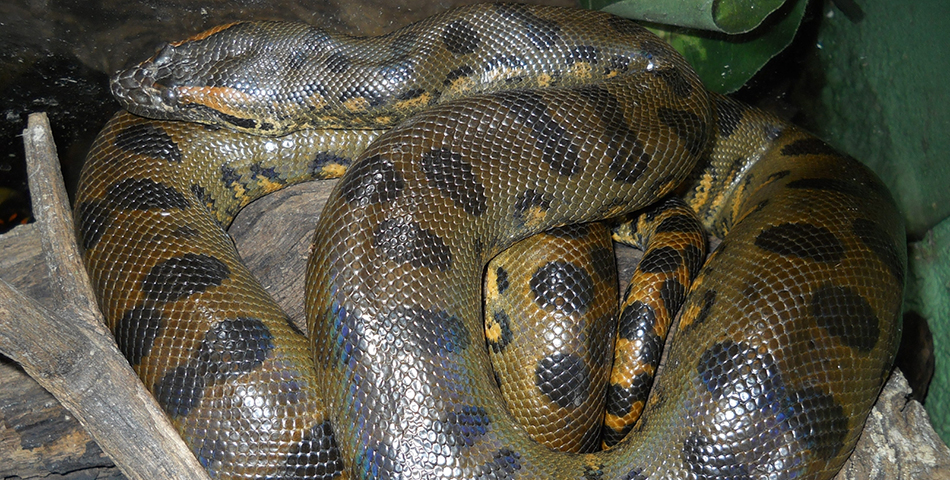 Anaconda con sorpresa