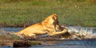 El león no supo que venía el coco