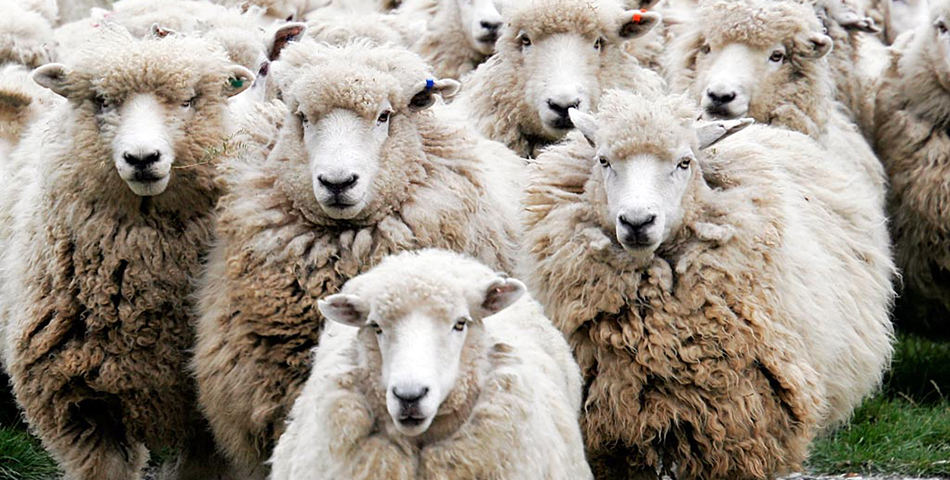 Insólito: Internet a través de ovejas