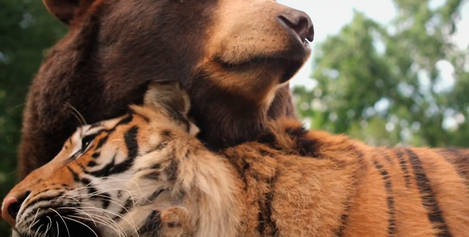 Tigre, oso y león, el trío mimosón