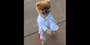 Elvis Presley reencarnó en un simpático perrito