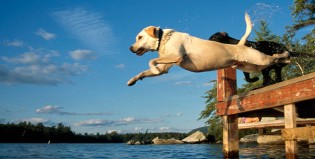 Te presentamos al labrador buceador