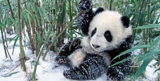 El panda que conoció la nieve
