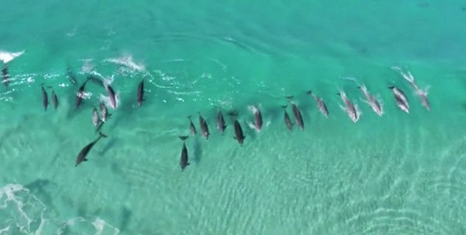 Disfrutá de los delfines surfistas