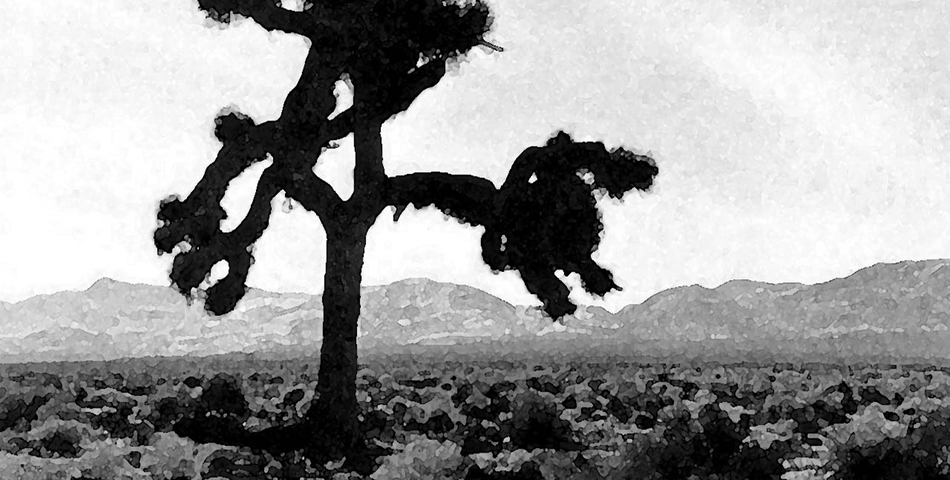 Talaron el árbol que inspiró un álbum de U2