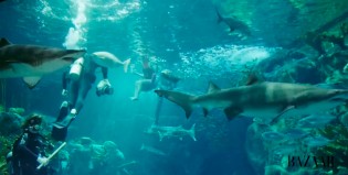 Rihanna nadó entre tiburones