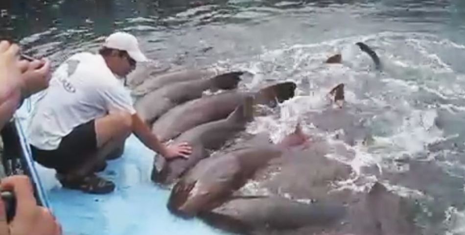 Conocé al domador de tiburones