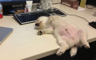 No pueden evitar quedarse dormidos