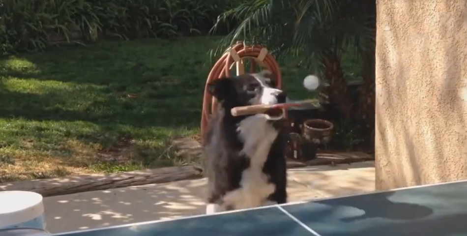 Conocé al perro que juega Ping Pong