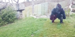 No hagas enojar a un Gorila