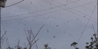 Miedito total: Llovieron arañas en Australia