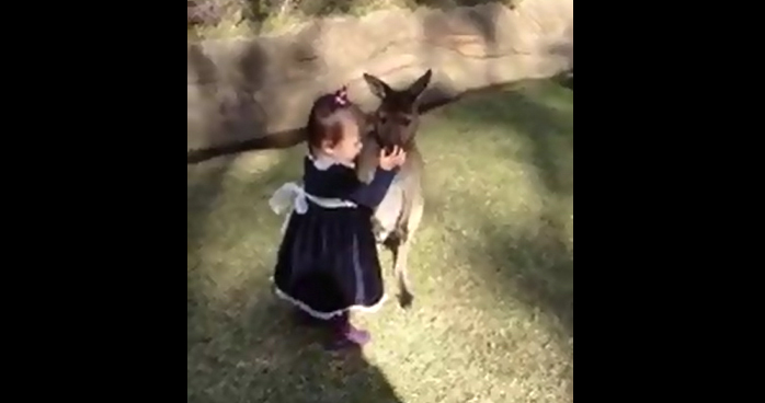 Así es la amistad entre una nena y un canguro
