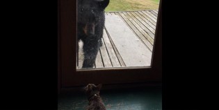 El gato con más actitud del mundo