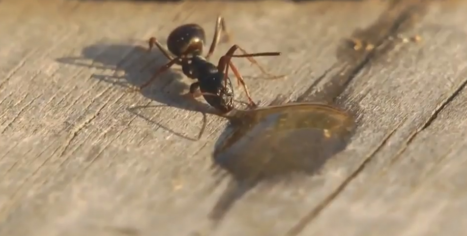 Las hormigas también quiebran