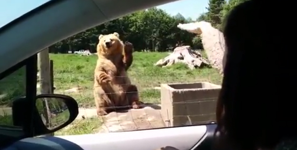 El oso más copado del mundo