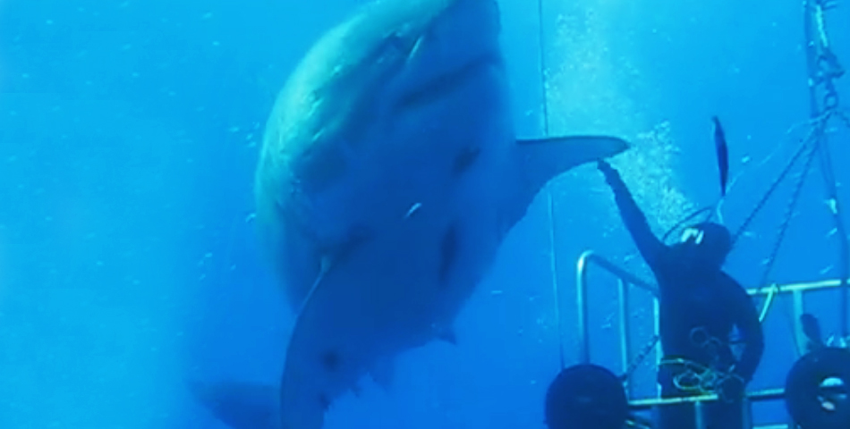 A este tiburón no lo hizo Steven Spielberg