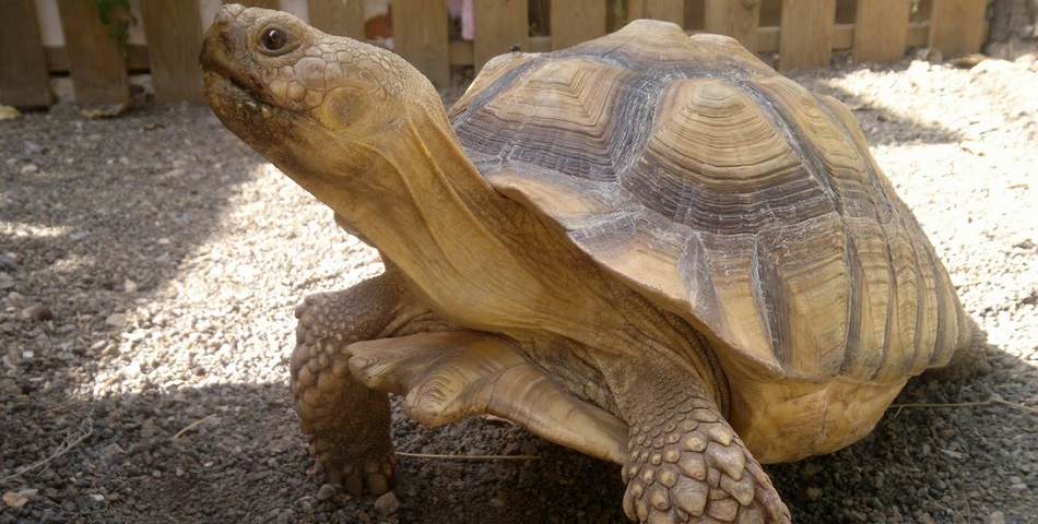 Pelea a muerte entre una tortuga y una paloma