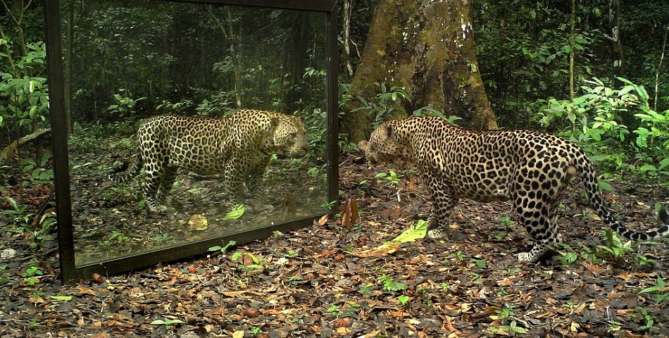 Así reacciona un animal frente al espejo