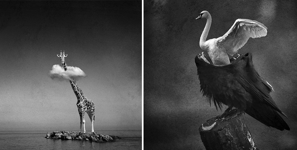 Animales surrealistas