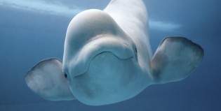 Beluga justiciera