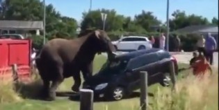 Elefante boxeador