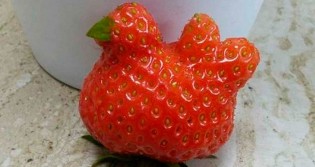 La frutilla que no desciende