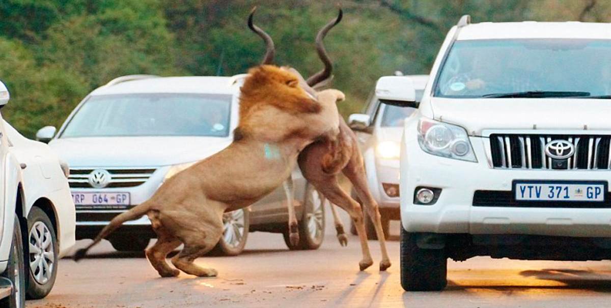 Un abrazo entre dos bestias