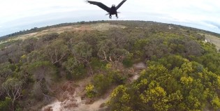 Aves versus drones