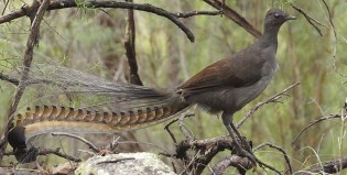 Un pájaro de una galaxia muy, muy lejana