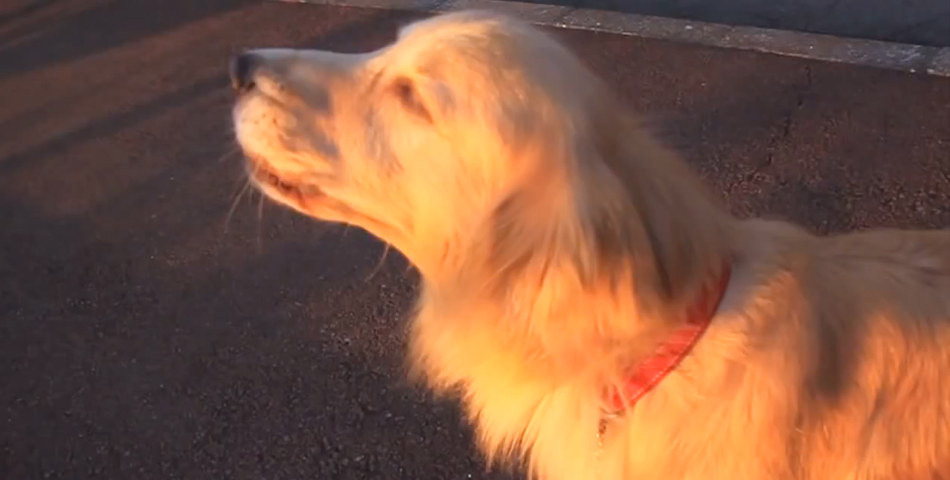 Conocé al perro ambulancia