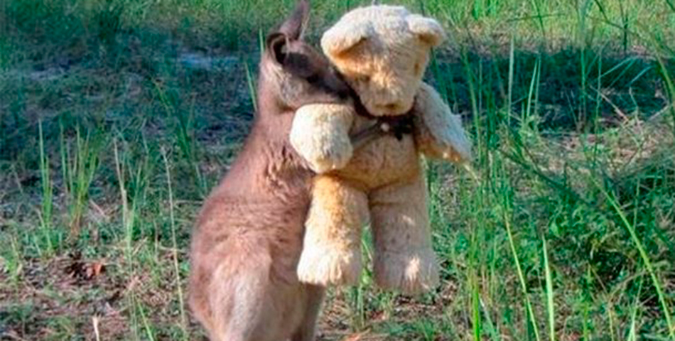El wallaby más tierno del mundo
