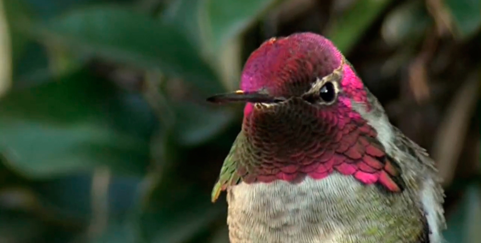Conocé al colibrí camaleónico