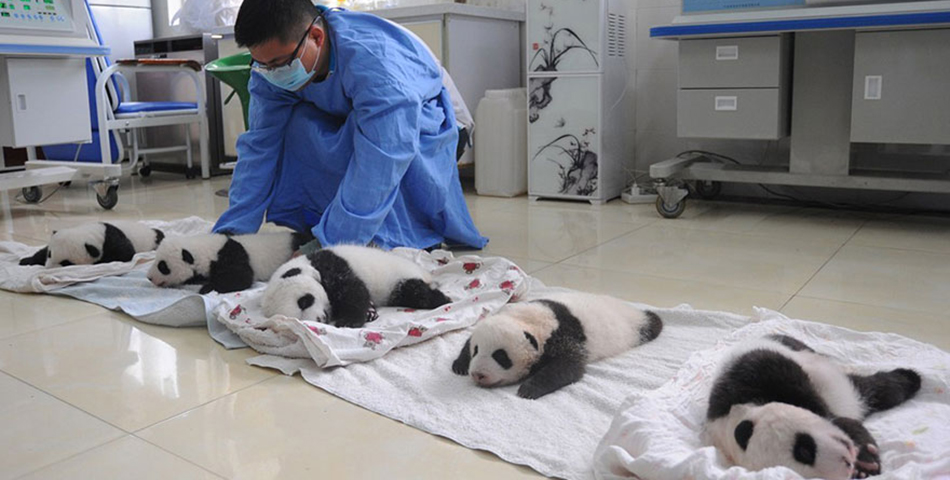 Irresistibles fotos de diez pandas nacidos en China
