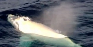 Ballena blanca viral